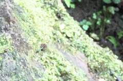 Heteronaias heterodoxa