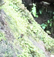 Heteronaias heterodoxa