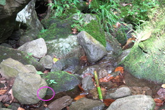 Heteronaias heterodoxa