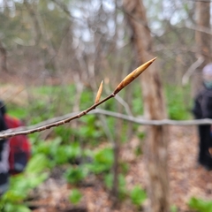 Fagus grandifolia