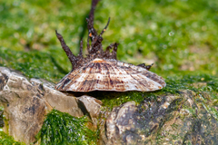 Patella ulyssiponensis