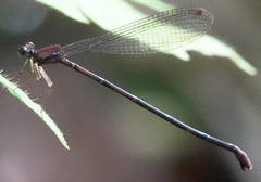 Risiocnemis