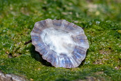 Patella ulyssiponensis