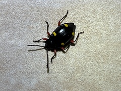 Eumorphus quadriguttatus pulchripes