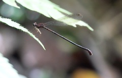 Risiocnemis