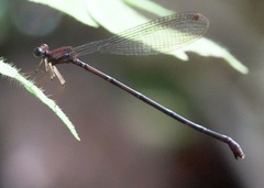 Risiocnemis