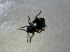 Eumorphus quadriguttatus pulchripes