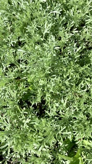 Artemisia absinthium