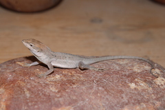 Anolis quercorum