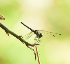 Brachydiplax farinosa
