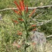 Seep Paintbrush - Photo (c) Eric Hough, some rights reserved (CC BY-NC), uploaded by Eric Hough