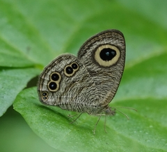 Ypthima baldus