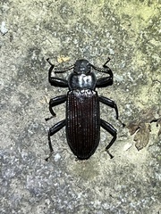 Catapiestus subrufescens