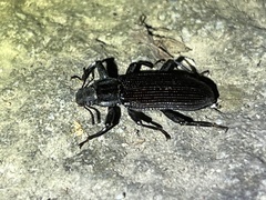 Catapiestus subrufescens