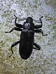 Catapiestus subrufescens