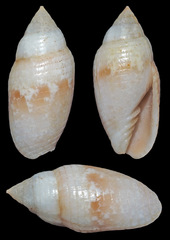 Swainsonia limata
