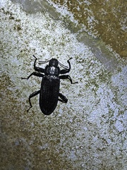 Catapiestus subrufescens