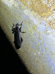 Catapiestus subrufescens