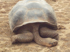 Chelonoidis niger porteri