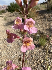 Penstemon bicolor roseus