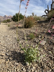 Penstemon bicolor roseus