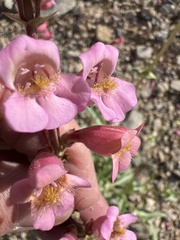 Penstemon bicolor roseus