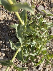 Penstemon bicolor roseus