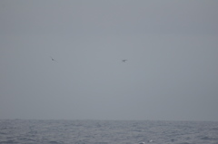 Onychoprion fuscatus