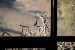 Cyanistes teneriffae degener