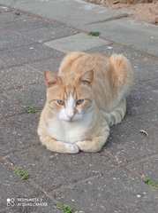 Felis catus
