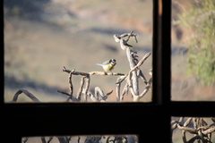 Cyanistes teneriffae degener
