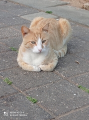 Felis catus