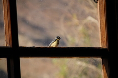 Cyanistes teneriffae degener