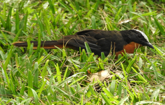 Cossypha albicapillus