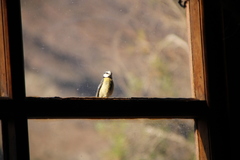 Cyanistes teneriffae degener