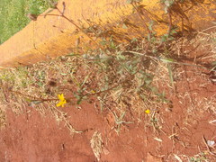 Simsia lagasceiformis