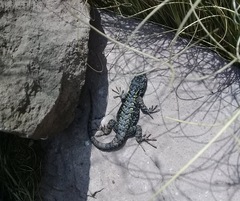 Sceloporus anahuacus