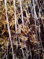 Racomitrium crispipilum