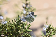 Euchloe tagis