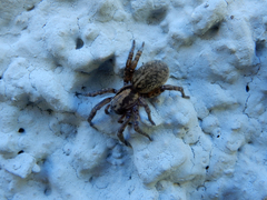 Arctosa personata