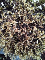 Racomitrium crispipilum