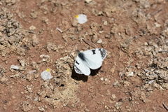 Euchloe tagis