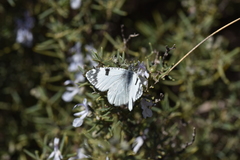Euchloe tagis