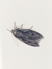 Semioscopis aurorella