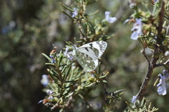 Euchloe tagis