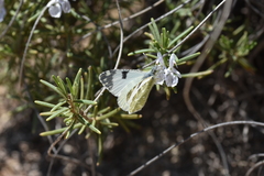 Euchloe tagis