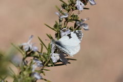 Euchloe tagis