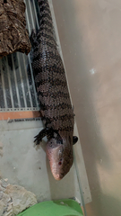 Tiliqua gigas