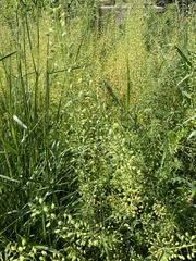 Mummenhoffia alliacea