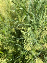 Mummenhoffia alliacea